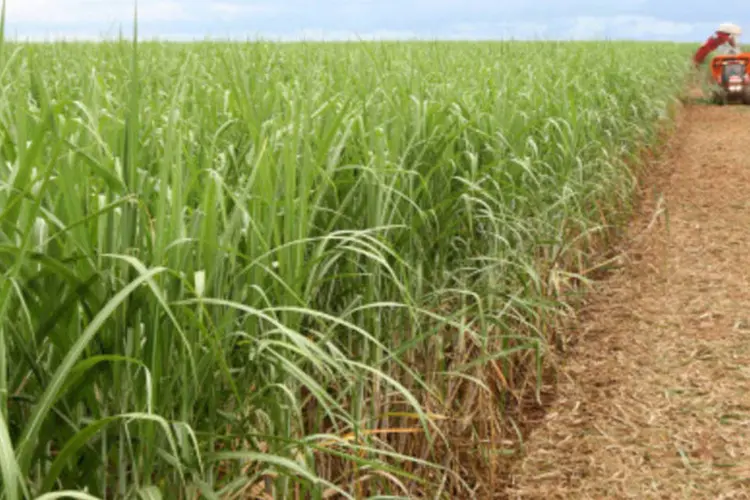 O etanol feito da cana de açúcar é uma das principais experiências brasileiras (CRISTIANO MARIZ)