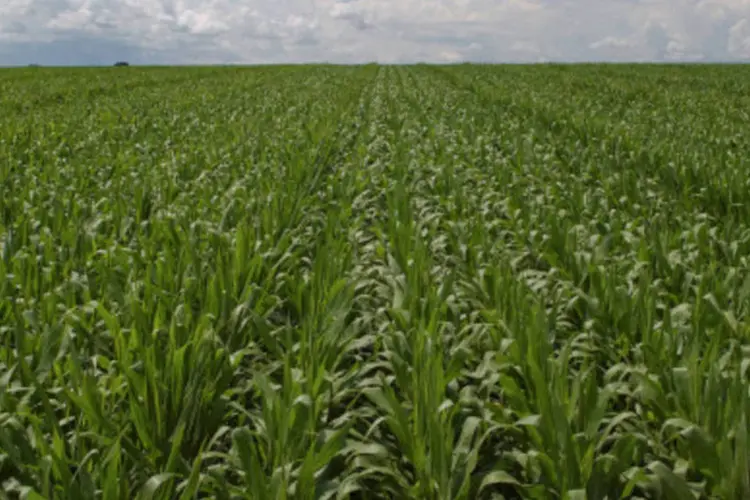 No primeiro semestre crescimento da agropecuária é de 8,6%, menor que o da indústria (Arquivo)