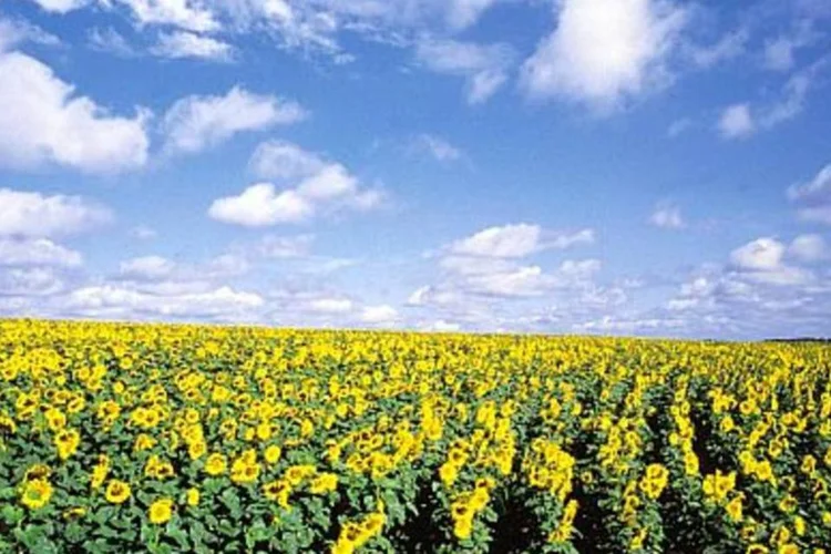 Plantação de girassol: fusão de Monsanto e Syngenta passa por análise (.)
