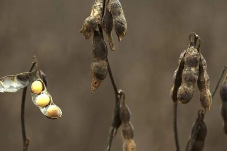 
	Plantas de soja fotografadas em uma fazenda no munic&iacute;pio de Primavera do Leste, no Mato Grosso
 (Paulo Whitaker/Reuters)