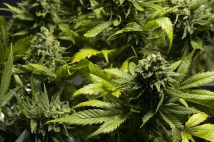 
	Maconha: na opera&ccedil;&atilde;o tamb&eacute;m foram destru&iacute;dos 82 hectares de cultivo da droga
 (Pablo Porciuncula/AFP)