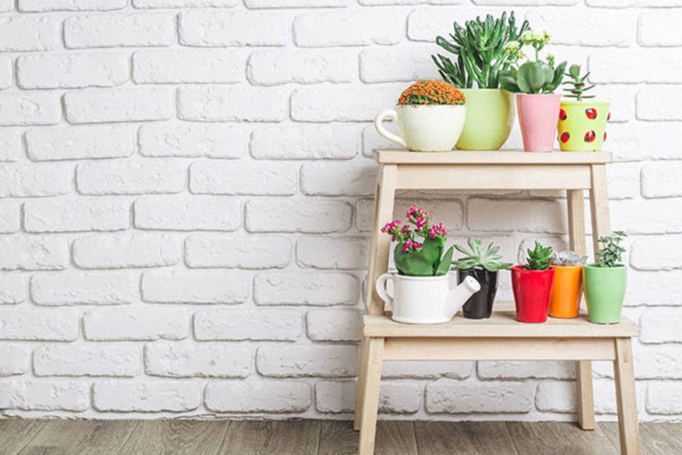 Estas 3 plantas vão melhorar a energia da sua casa