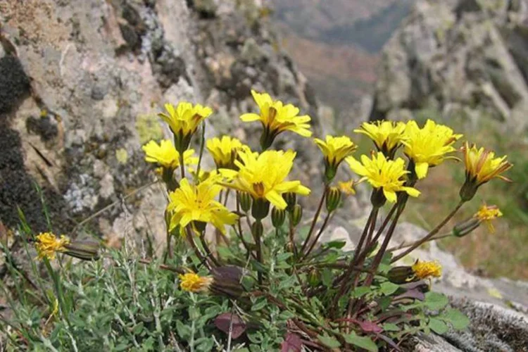 
	Plantas: descoberta &eacute; considerada in&eacute;dita porque demonstra que a &aacute;rea, que &eacute; hoje do Brasil, &eacute; mais antiga do que se imaginava
 (Wikimedia Commons)