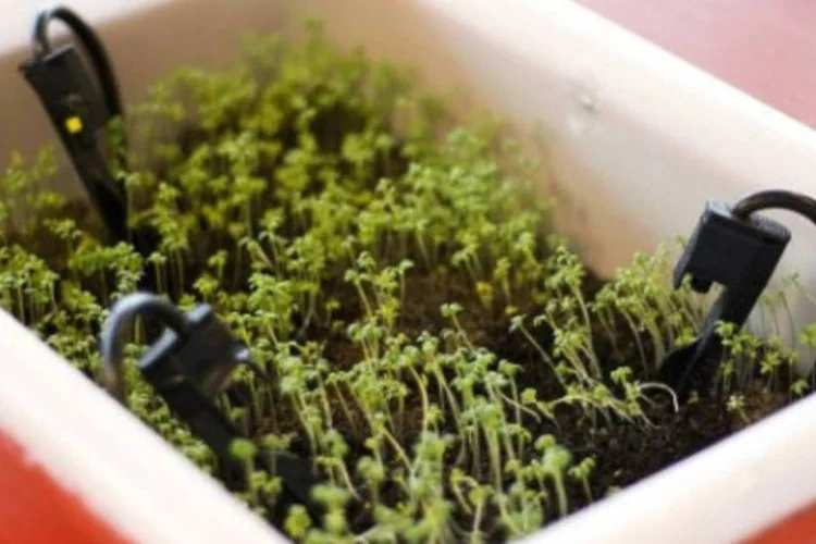 Plantas: o pesquisador afirmou que milhões de plantas podem ser cultivadas em espaços reduzidos em pouco tempo (AFP/Ho/AFP)