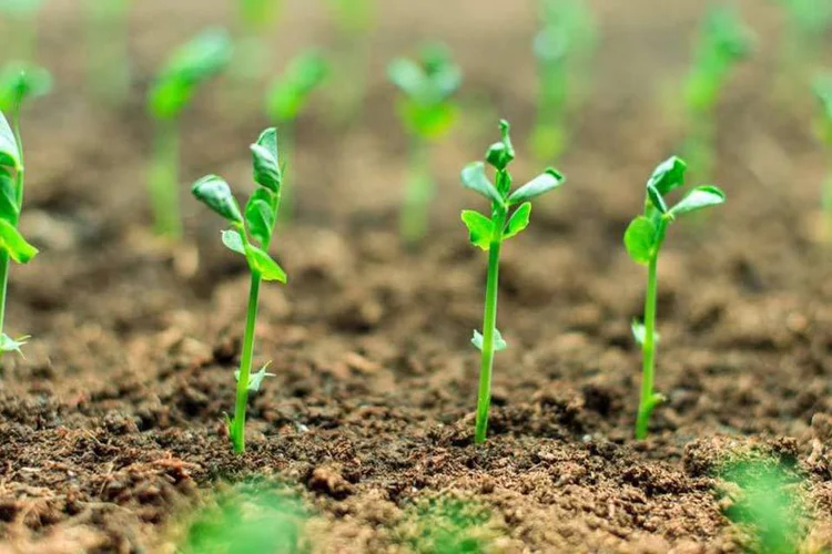 
	Aliados: mercado de biofertilizantes deve atingir US$ 1,88 bilh&atilde;o em 2020, prev&ecirc; consultoria
 (Thinkstock)