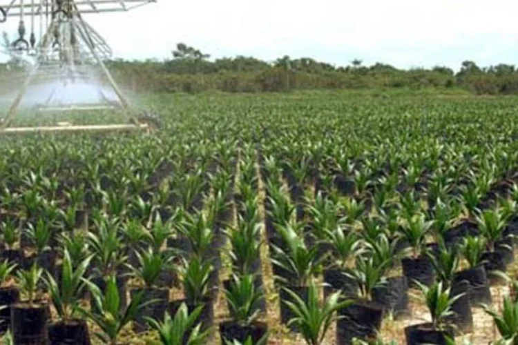 Primeiras mudas de dendê devem ser plantadas em dezembro de 2011. (.)