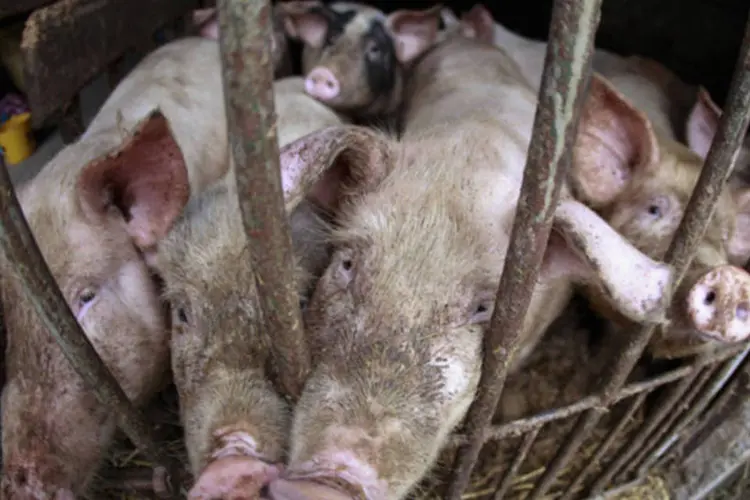 Carne suína: Hong Kong foi o principal destino dos envios do produto brasileiro, chegando a 79,3 mil toneladas no primeiro semestre (Peter Andrews/Reuters/Reuters)