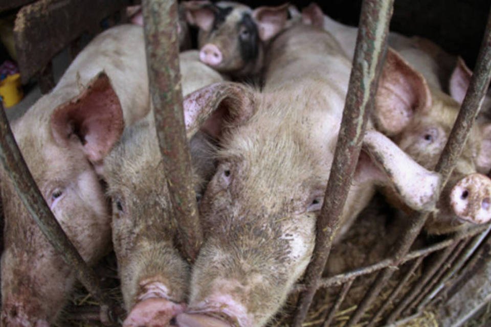 Exportação de carne suína do Brasil cai 18,9% no 1º semestre, diz ABPA