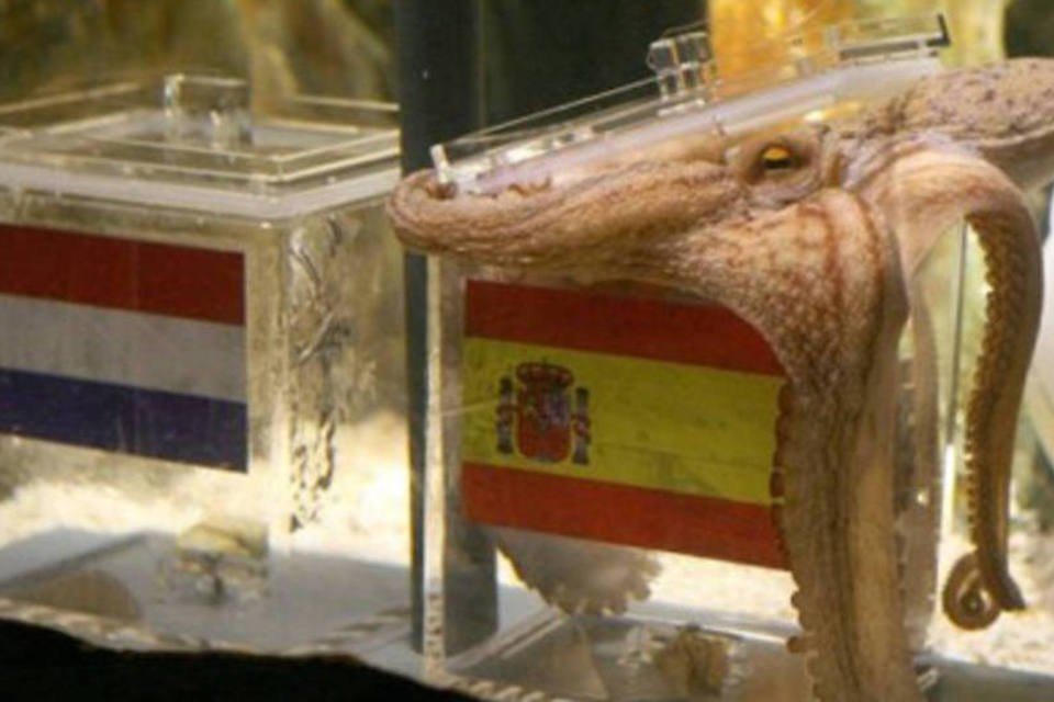 Alemanha busca sucessor para polvo Paul