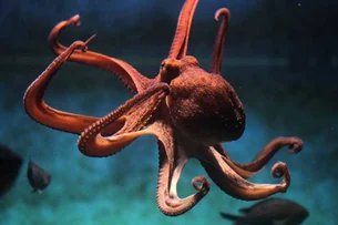 Polvos são os 'aliens' da Terra? Inteligência desafia a ciência