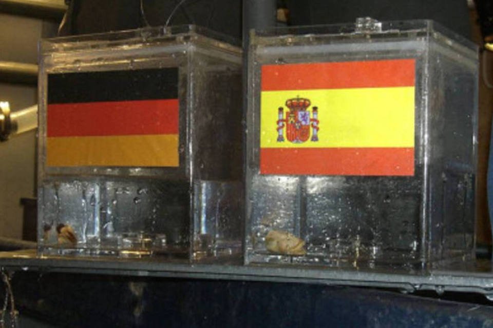Torcedores alemães querem fritar polvo oráculo
