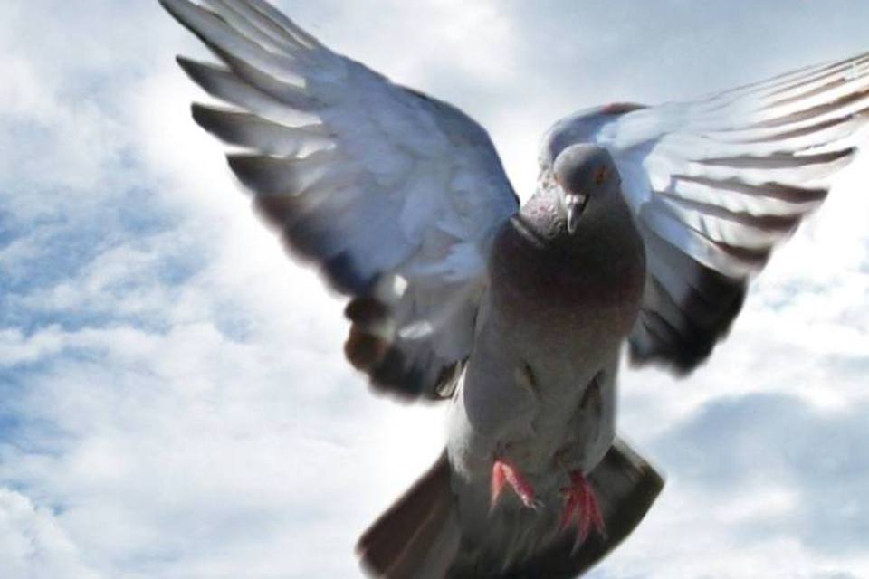 Prefeitura de Buenos Aires quer usar falcões contra praga de pombos