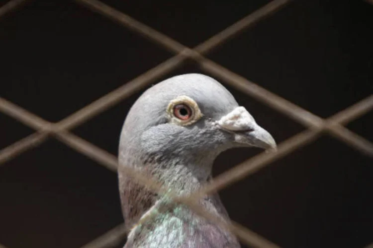 
	Gripe avi&aacute;ria: nessa regi&atilde;o est&atilde;o proibidas a entrada e sa&iacute;da de aves e sua cria&ccedil;&atilde;o ao ar livre
 (REUTERS/Jason Lee)