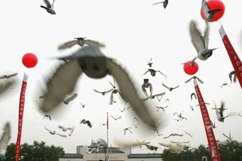 China treinará 10 mil pombos para garantir comunicação em caso de guerra