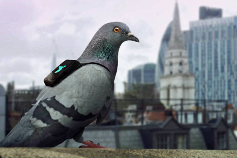 Patrulha de pombos monitora poluição do ar em Londres