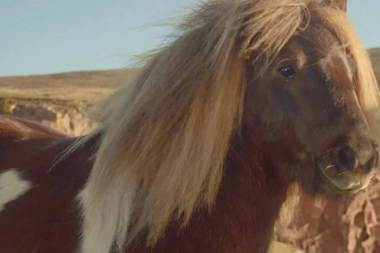 The Pony: viral já ultrapassou os 2 milhões de views no YouTube em menos de uma semana (Reprodução)