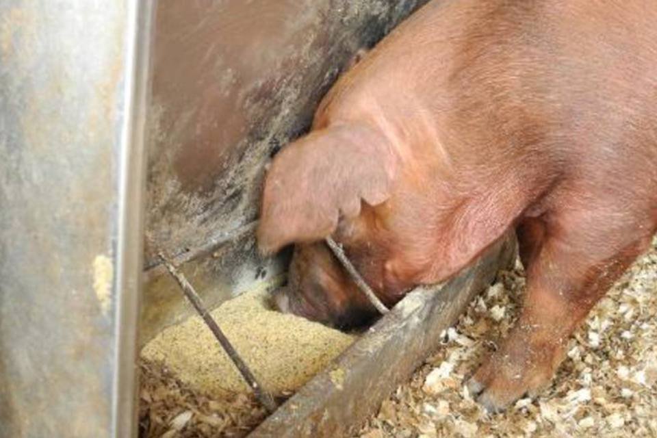 Rússia veta painel da UE na OMC em caso da carne de porco