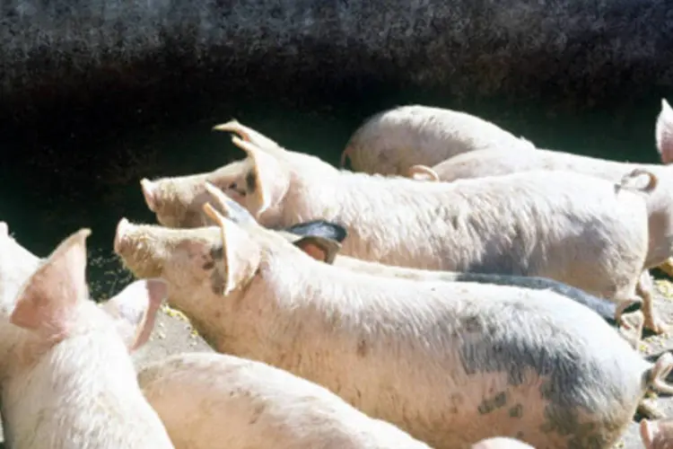 Criação de suínos: segundo o coordenador do IBGE, uma das causas na redução de vendas de alimentícios pode ter sido a queda das exportações (Ronaldo Kotscho)