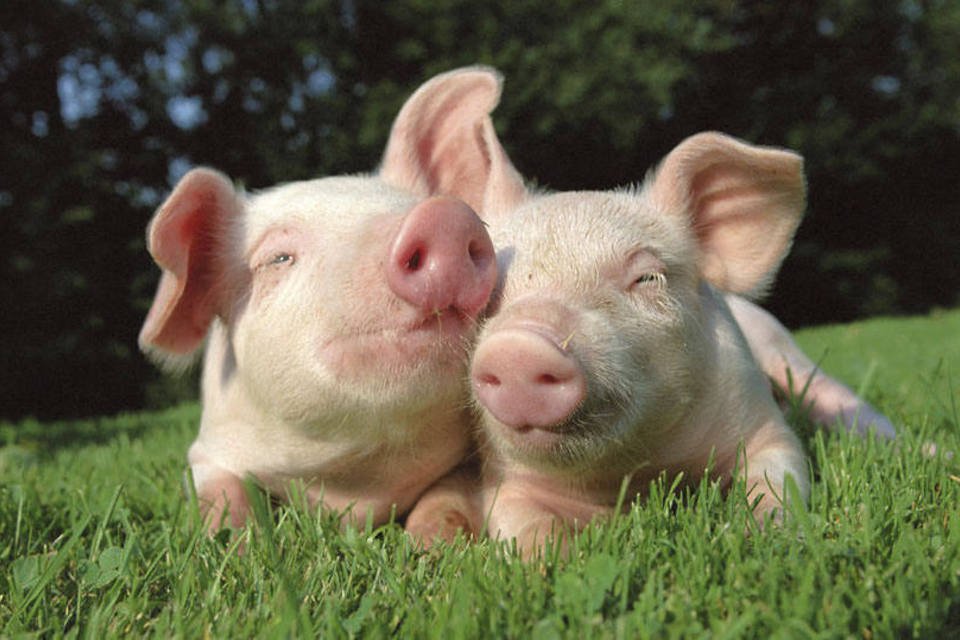 Cientistas querem implantar órgãos de porcos em humanos