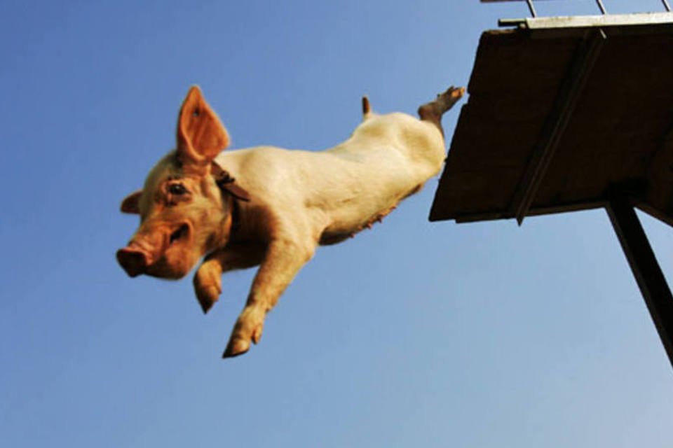 Porcos mortos em rio chinês chegam a 16 mil. Novo pesadelo?