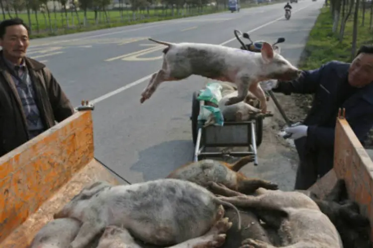 
	Fazendeiro transporta porcos mortos por doen&ccedil;a em vila na China
 (REUTERS/Stringer)