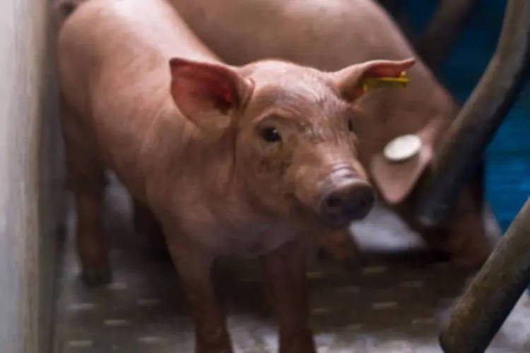 
	Su&iacute;nos: R&uacute;ssia ficou com 39,6 por cento da carne su&iacute;na exportada pelo Brasil, em termos de volume
 (Denis Doyle/Getty Images/Getty Images)