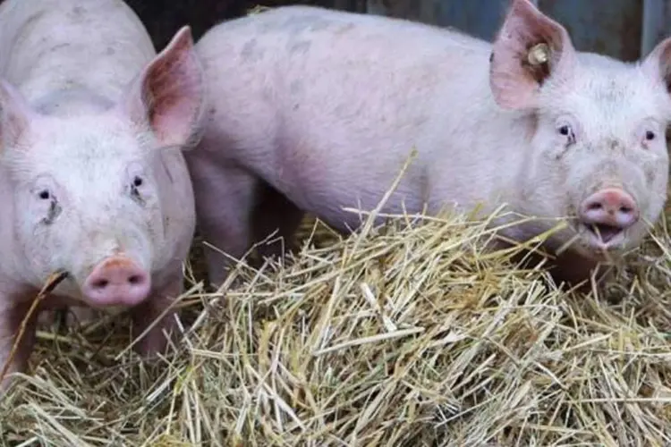 Porcos: a carne suína brasileira vinha enfrentando barreiras para entrar no território argentino desde fevereiro deste ano (Getty Images)
