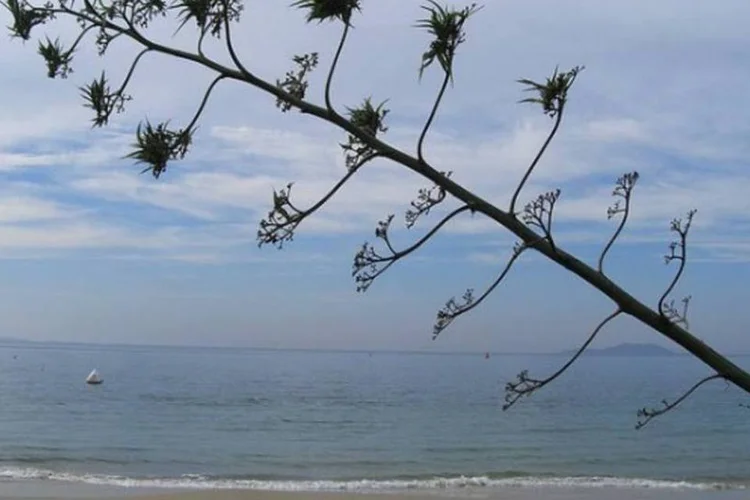 
	Praia de Jurer&ecirc;, em Florian&oacute;polis: entidades tur&iacute;sticas de Florian&oacute;polis divulgaram nota de rep&uacute;dio &agrave; decis&atilde;o do juiz que interditou os bares
 (Creative Commons/Flickr/Luciana Soldi Bullara)