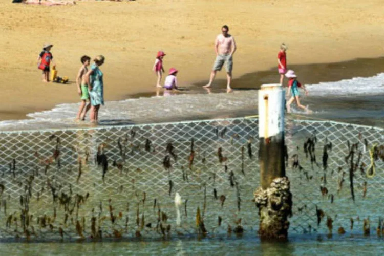 
	Austr&aacute;lia: a presen&ccedil;a de tubar&otilde;es de ponta negra, de at&eacute; 1,8 metro de comprimento, &eacute; frequente nos recifes de coral
 (William West / AFP)