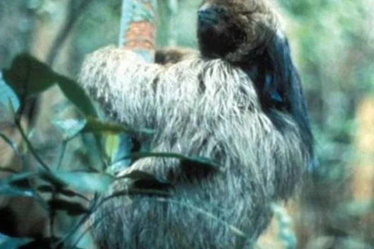  Preguiça de coleira (L. Pinder/American Society of Mammalogists)