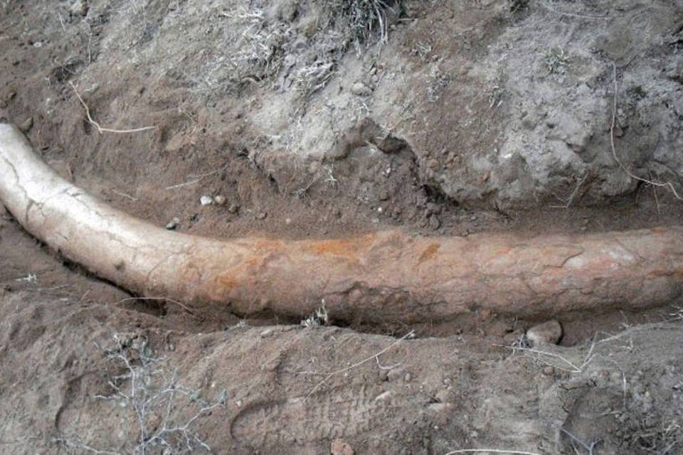 Presa de antepassado do elefante é descoberta no Paquistão