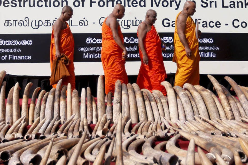 Sri Lanka destrói 300 presas de elefante contra tráfico