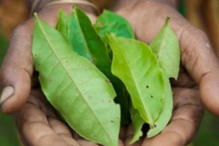 Plantas medicinais: 10 mil plantas catalogadas no Brasil têm algum potencial terapêutico (.)