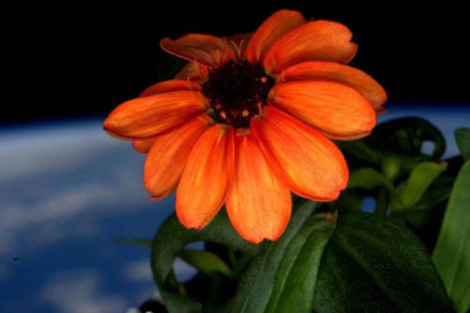 Nasa apresenta fotos da 1ª flor nascida na Estação Espacial