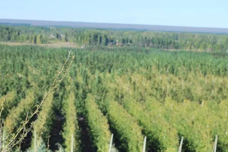 Produção de cerejas: recorde das exportações argentinas ao Brasil era de US$ 300 mi (Wikimedia Commons)