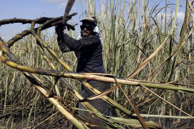 
	Um trabalhador corta cana em Prad&oacute;polis: moagem de cana do centro-sul do Brasil saltou 71,45% no acumulado da safra 2014/15
 (Rickey Rogers/Reuters)