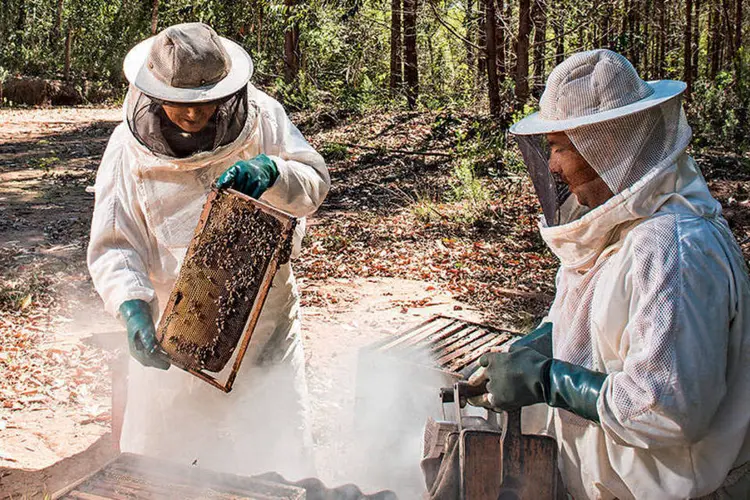 Produção de mel em Capão Bonito (SP): a Fibria incentiva a atividade nas comunidades vizinhas (Germano Lüders / EXAME)