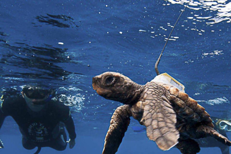 Projeto Tamar bate recorde de tartarugas nascidas