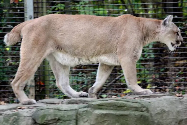 Puma concolor, parente da Onça Suçuarana, no zoológico de Salzburg, Áustria (Wikimedia commons/Ltshears/Wikimedia Commons)