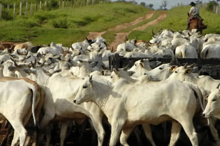 Gado Nelore em uma fazenda da JBS: vídeos com animais debilitados reabrem discussões sobre suplemento nutricional (Paulo Fridman/Bloomberg News)