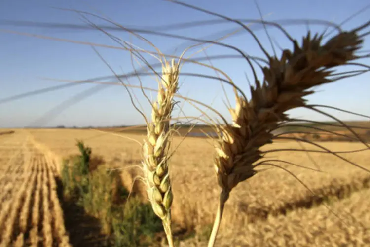 
	Trigo: houve itens que perderam for&ccedil;a, como o trigo, aves, leite in natura e pedra britada
 (Adriano Machado/Bloomberg)