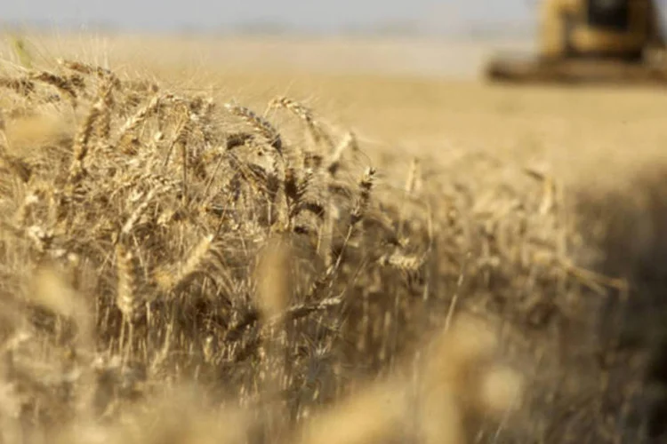 
	Colheita de trigo: Comiss&atilde;o estimou a produ&ccedil;&atilde;o de cevada em queda de 2,9 milh&otilde;es de toneladas, para 56,4 milh&otilde;es de toneladas em 2014/2015, devido a uma queda tanto em &aacute;rea e quanto em produtividade
 (Adriano Machado/Bloomberg)