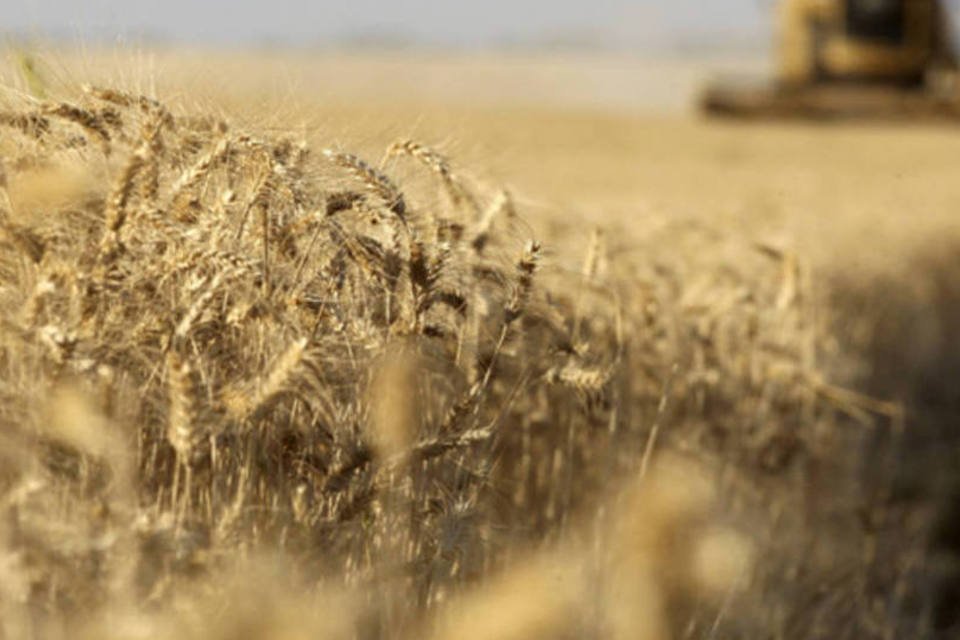 Argentina eleva estimativa para trigo 2013/14 a 9,2 mi t