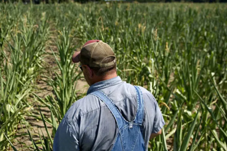 
	Fazendeiro olha para sua planta&ccedil;&atilde;o de milho em Idaville, Indiana, nos Estados Unidos: USDA reduziu os estoques finais de milho para 1,331 bilh&atilde;o de bushels
 (Daniel Acker/Bloomberg)
