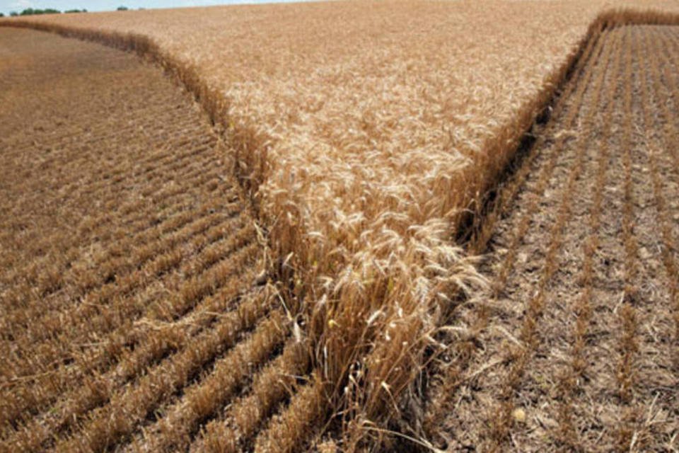 Safra de trigo da UE deverá ser a maior desde 2008