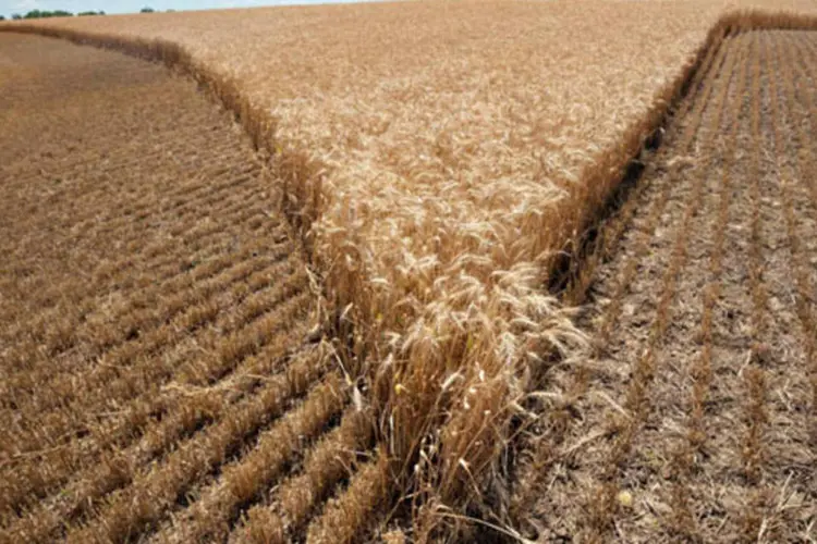 
	Fazenda de trigo: agricultores v&atilde;o plantar 23,3 milh&otilde;es de acres de trigo, uma queda de 10 por cento ante o ano passado
 (Daniel Acker/Bloomberg)