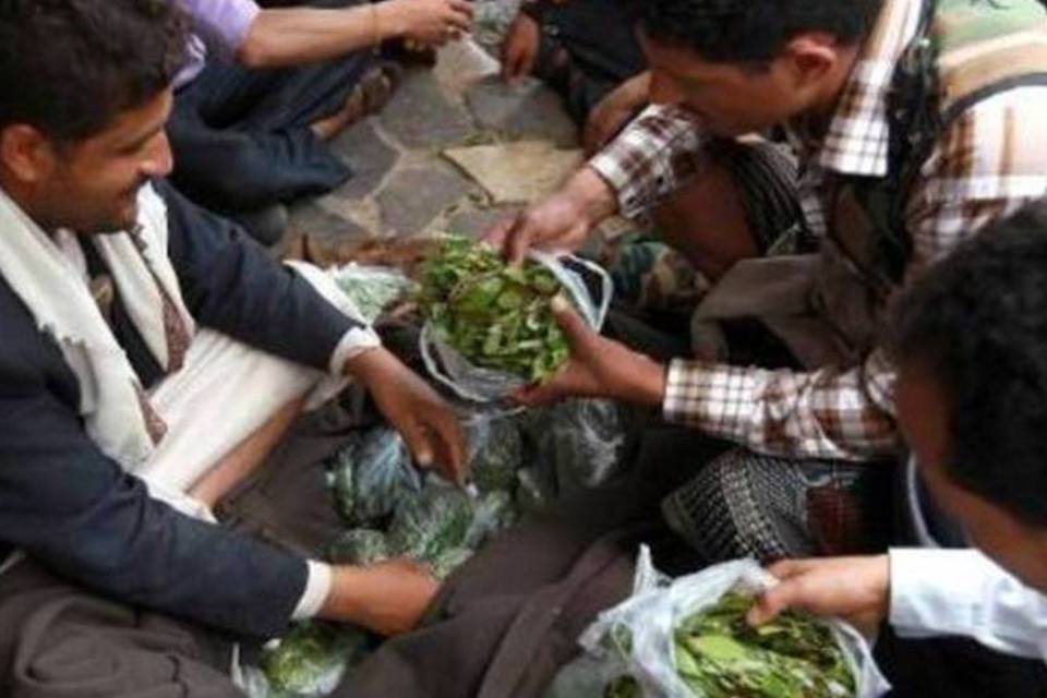 Cultivo do qat, uma folha estimulante, esgota água no Iêmen