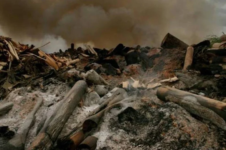 Queimada na Amazônia: em maio, área desmatada foi 144% maior que em maio de 2010 (Manoel Marques/VEJA)
