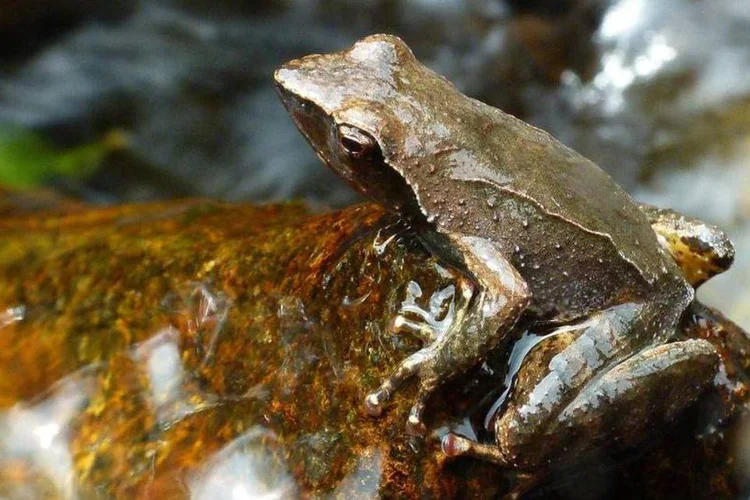 
	R&atilde; do g&ecirc;nero Micrixalus: anf&iacute;bios descobertos vivem apenas em uma cordilheira indiana
 (Wikimedia Commons)