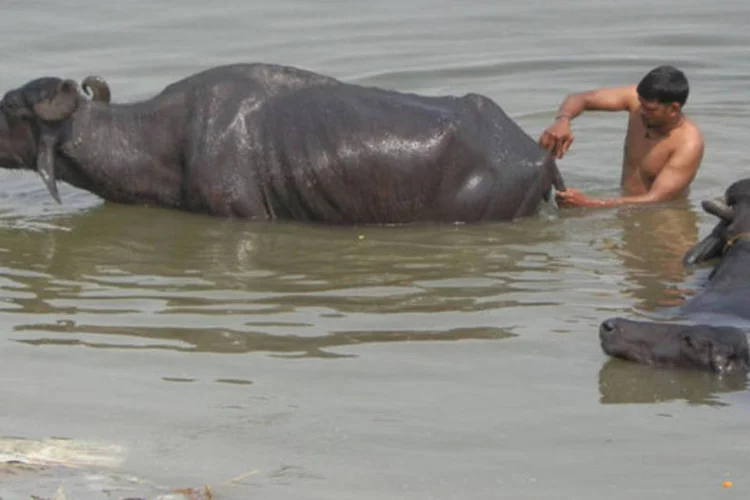 
	B&uacute;falo no rio Ganges, na &Iacute;ndia: em 2009, pa&iacute;s exportava 609 toneladas, o que representa um crescimento de 255% em apenas quatro anos
 (Blog 360meridianos)